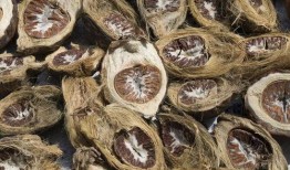 槟榔在线观看,揭秘槟榔文化的魅力与争议